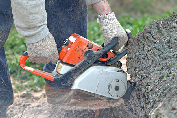 How Our Tree Care Process Works  in  Experiment, GA